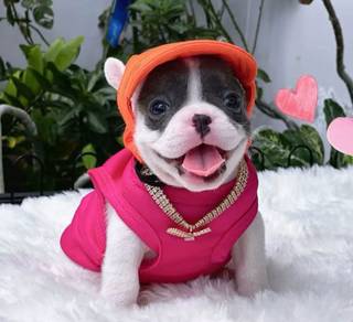 FRENCH BULLDOG PUPPIES VIP132🌻Cute & Healthy girl