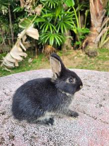 Rabbit Nd dwarf comel❤️❤️❤️