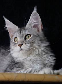 Maine Coon