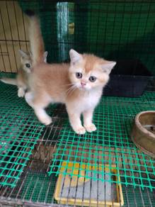 Bsh Golden
