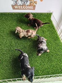 dachshund 21