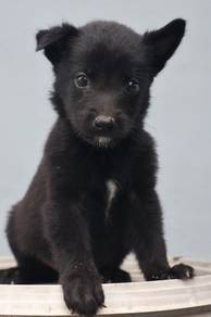 Belgian Malinois 