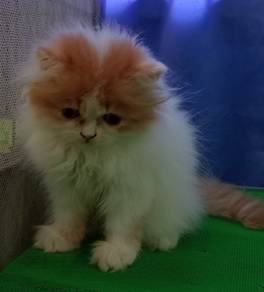 persian
