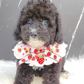 Poodle