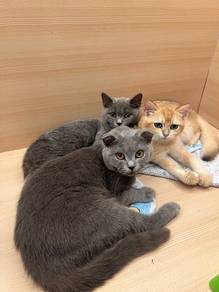 BSH Blue