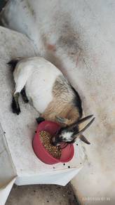 Rare Bread Kambing Nigerian Dwarf Berkualiti Untu