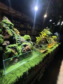 Fullset paludarium shallow tank
