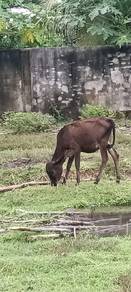 Anak lembu sepasang