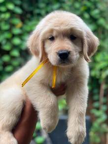 Golden Rettiver available 