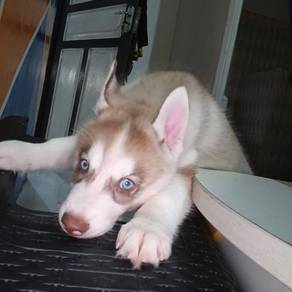 siberian husky