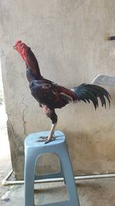 ayam