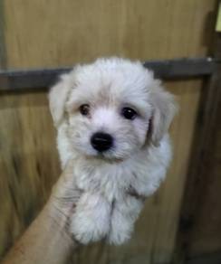 Maltese mix 