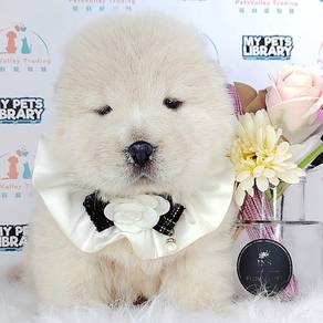 Chow Chow