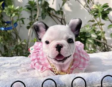 FRENCH BULLDOG PUPPIES 🌻A194 Cow Pattern Girl