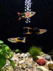 Endler Guppy