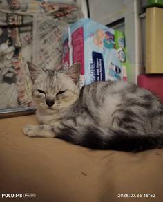 American Shorthair Silver Marble Tabby 