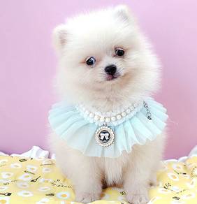 Pomeranian