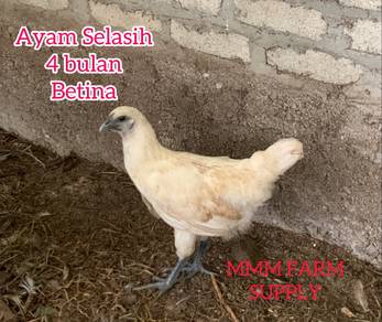 Ayam Selasih 4bulan