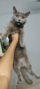 Munchkin