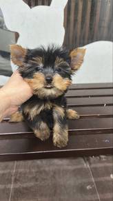 Yorkie Yorkshire Terrier Male Puppy M2