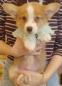 Welsh Corgi