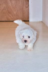 C1 Tiny Bichon Puppy