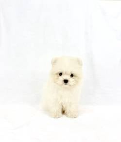 Pomapoo White - Male