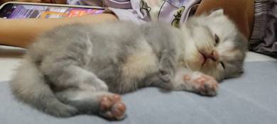 BSH Munchkin golden blue