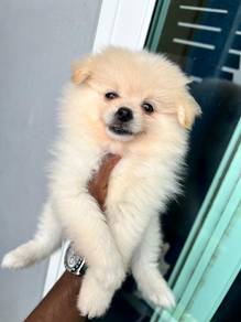mini pom. 