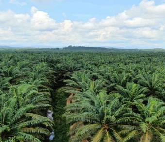 Agricultural Land in Maran, PHG