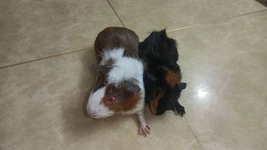 Gurnie pig