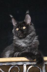 Black Smoke Mainecoon