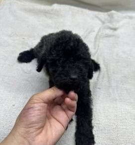 Poodle 