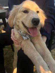 6 months Female Golden Retriever