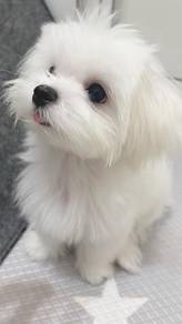 B3844 Muzzle-muffin Maltese cute fluuffy white ted