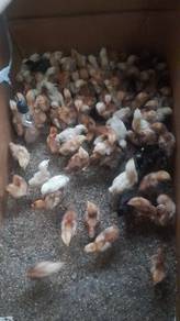 anak ayam penelur purebreed