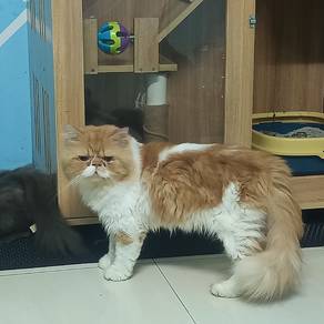 Persian