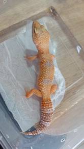 Leopard Gecko 