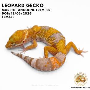 Leopard Gecko Malaysia Tangerine Tremper Jb