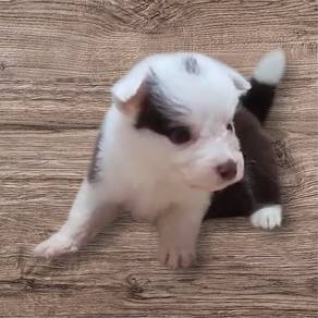 Border collie special marking female