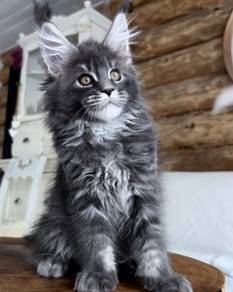 Smokey grey dark silver Maine Coon kucing kitten