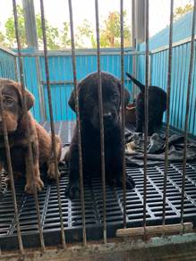 Labrador Retriever Puppies 2