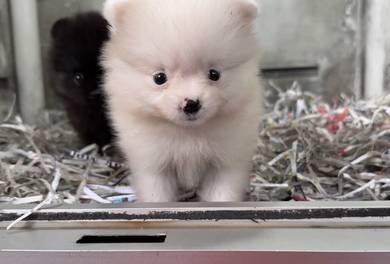 Pomeranian