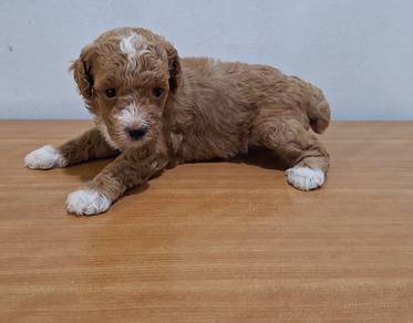 Toy Poodle Puppy 🐩 🐶 