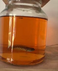 channa auranti cobra