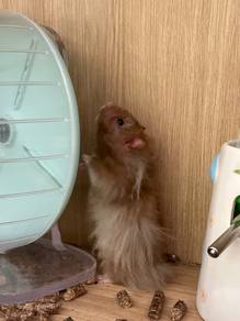 Hamsters Syrian Big Bone