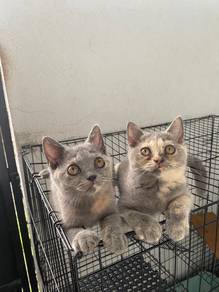 Kitten BSH