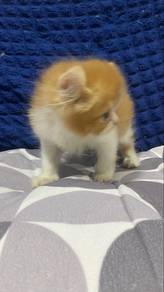 Kitren Mixed Folded Ear/Munchkin/Flat Face🐱🤎