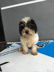 Shipoo