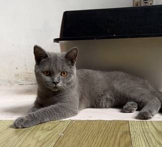 BSH Blue